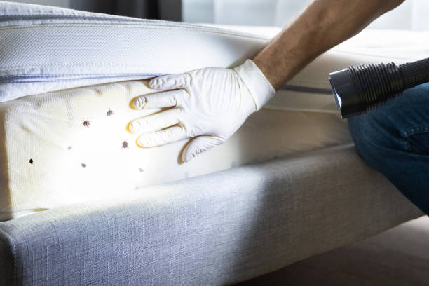 Best Mosquito Control Services  in Richwood, LA