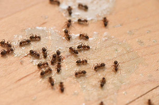 Trusted Richwood, LA Pest Control Experts