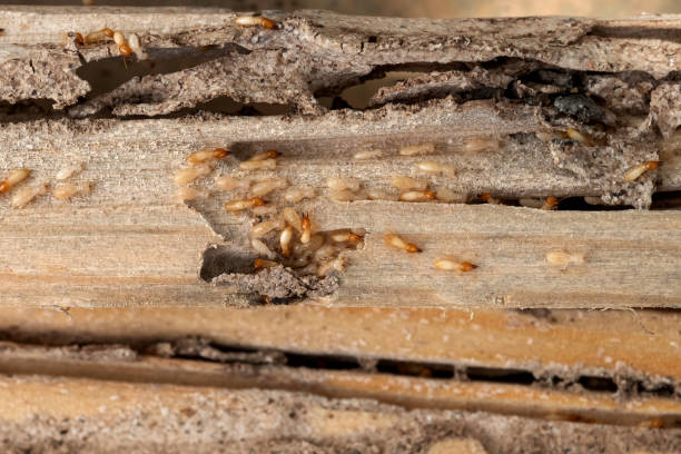 Wildlife Control Services in Richwood, LA