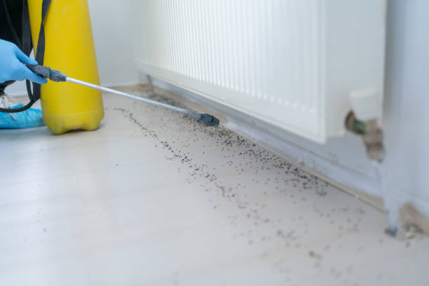 Best Rat Extermination Near Me  in Richwood, LA